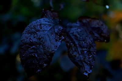 Close-up of wet plant during winter