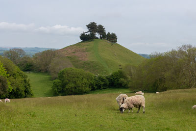 Sheep grazing on field against sky
