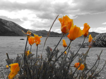 Orange flowers by water against sky