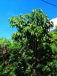 Low angle view of flowering plants against clear blue sky