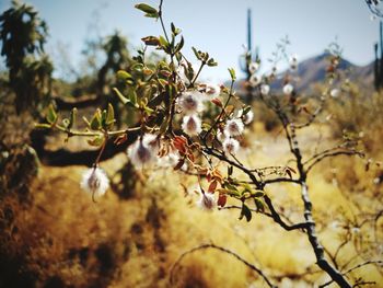 Close-up of flowering plant against sky