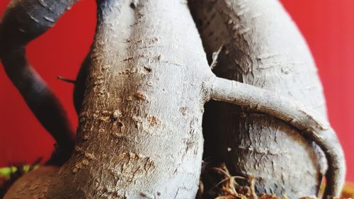 Close-up of tree trunk