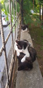 Cat relaxing on a tree