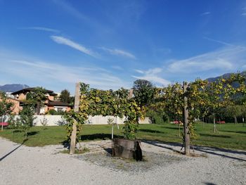 Trees on field against sky