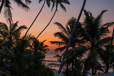 Silhouette palm trees against sky during sunset