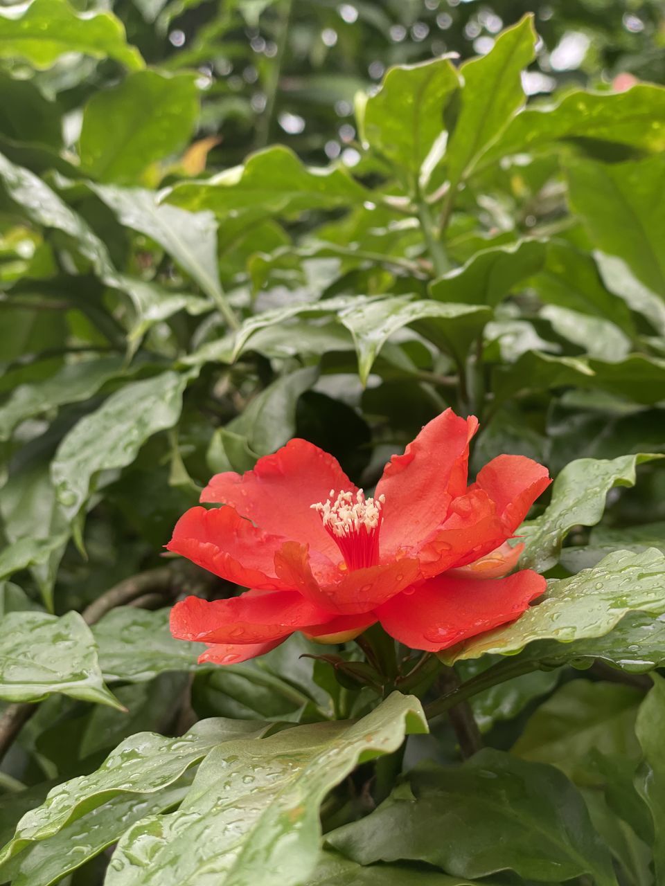 CLOSE-UP OF RED ROSE ON PLANT