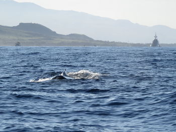 Whale in calm blue sea