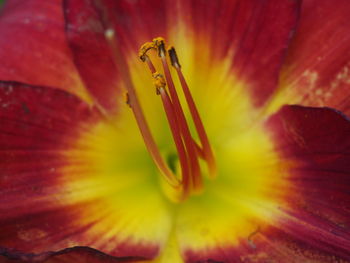 Close-up of insect on red hibiscus