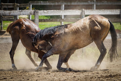 Horses rough housing at ranch