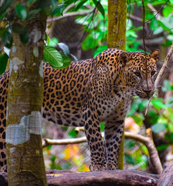 Leopard standing on the wooden base in forest