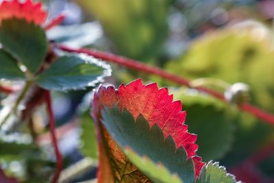 Close-up of red maple leaves on branch