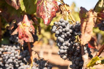 Close-up of grapes hanging from plant