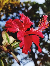 Close-up of red flowering plant