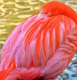 Close-up of bird