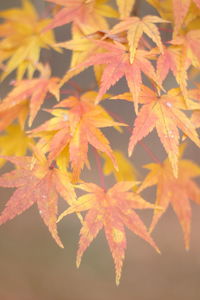 Close-up of maple leaves during autumn