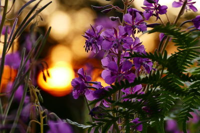 Close-up of purple flowers