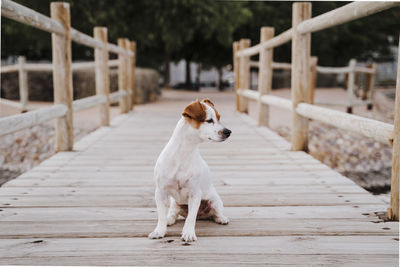 Dog on footpath by footbridge