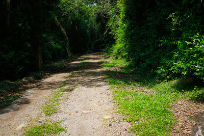 Road passing through forest