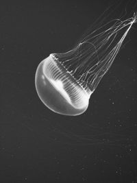 Close-up of jellyfish against black background