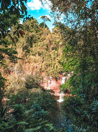 Plants and trees in forest against sky