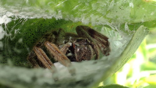 High angle view of spider on web