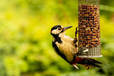 Close-up of woodpecker perching on feeder