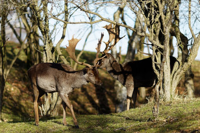 View of deer on tree trunk