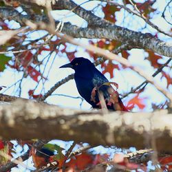 Bird perching on branch