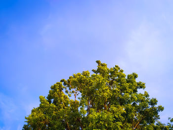 Low angle view of tree against blue sky