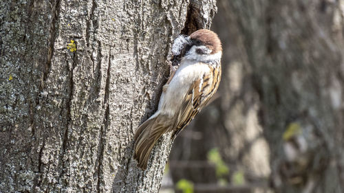 Bird perching on tree trunk