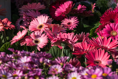 Pink gerbera daisies blooming outdoors