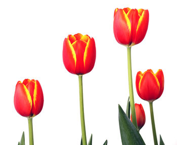 Close-up of tulips blooming against white background