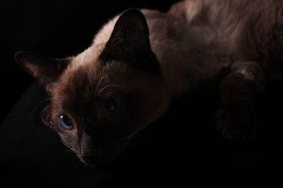 Close-up portrait of cat