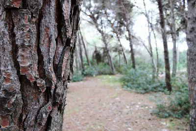 Close-up of tree trunk in forest