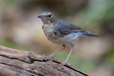 Close-up of bird perching on branch