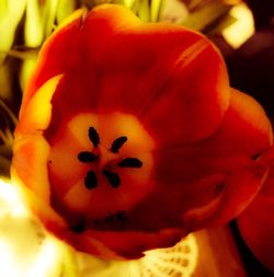 Close-up of flower blooming outdoors