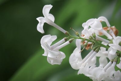 Close-up of white flowering plants