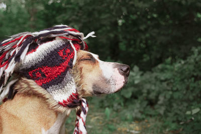 Close-up of a dog looking away in a funny hat in forest