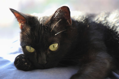 Portrait of black cat lying down