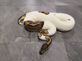 High angle view of crab on floor