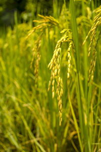 Close-up of wheat growing on field