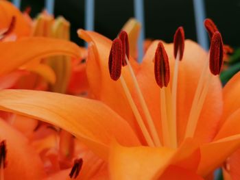 Close-up of orange flowering plant