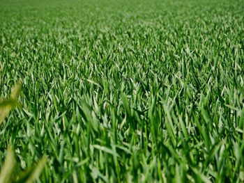 Full frame shot of corn field