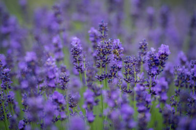 Lavenders growing on field