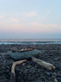 Close-up of lizard on sea against sky during sunset