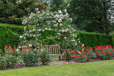 Red flowering plants in garden