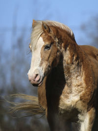 Close-up of horse