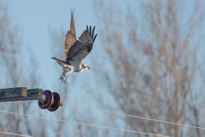 Low angle view of eagle flying