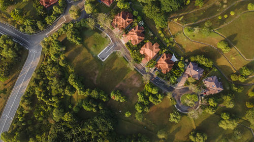 High angle view of trees on field