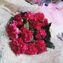 Close-up of pink flowers